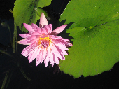 St Louis Botanical Garden